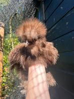 Prachtige lieve usa zijdehoen choco hennen, Dieren en Toebehoren, Vrouwelijk, Kip