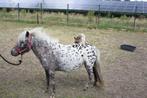 Te koop appaloosa merrie met hengst veulen, Merrie, Niet van toepassing, 0 tot 2 jaar, A pony (tot 1.17m)