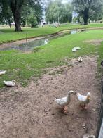 witte loopeenden, Dieren en Toebehoren, Pluimvee, Geslacht onbekend, Eend