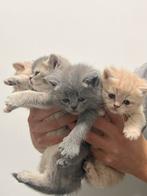 Britsekorthaar, Dieren en Toebehoren, Katten en Kittens | Overige Katten, Kortharig, 0 tot 2 jaar