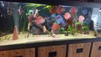 Discusvissen 37x te koop, Vis, Zoetwatervis, Schoolvis