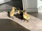 Indische loopeenden kuikens, Dieren en Toebehoren, Pluimvee, Meerdere dieren, Eend