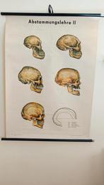 Vintage schoolplaat evolutie van schedels, Ophalen of Verzenden, Natuur en Biologie