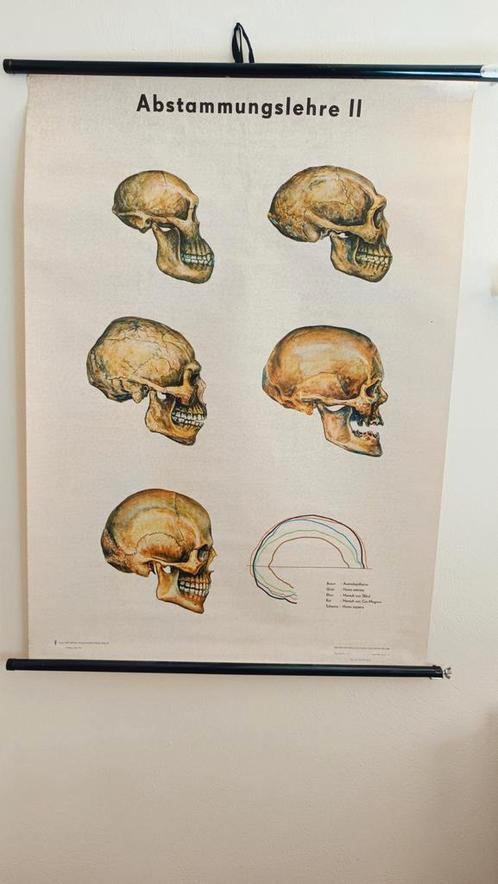 Vintage schoolplaat evolutie van schedels, Antiek en Kunst, Antiek | Schoolplaten, Natuur en Biologie, Ophalen of Verzenden