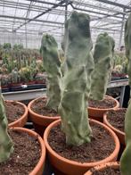Cactus Lophocereus Schotti Monstruosa Totempaal cactus P 19, Ophalen of Verzenden, Minder dan 100 cm, Bloeiende kamerplant, Volle zon
