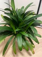 Clivia kamerplant, Ophalen, 100 tot 150 cm, Overige soorten, Halfschaduw
