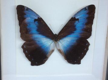 vlinder Morpho Hecuba