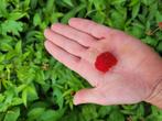 Rubus illecebrosus, aardbeiframboos!, Tuin en Terras, Halfschaduw, Zomer, Vaste plant, Fruitplanten
