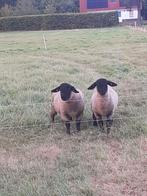 Suffolkschapen, Dieren en Toebehoren, Schapen, Geiten en Varkens, Mannelijk, Schaap