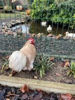 Te koop cochin krielhaan ( Bobtail), Dieren en Toebehoren, Pluimvee, Mannelijk, Kip