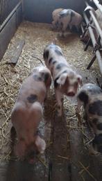 Mooi pitrain biggen, Dieren en Toebehoren, Meerdere dieren, Varken