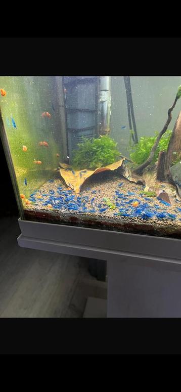 Super blue dream garnalen!! (Blauwe Garnalen) beschikbaar voor biedingen