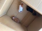 Jonge cavia’s, Dieren en Toebehoren, Knaagdieren, Cavia, Meerdere dieren, Tam, September
