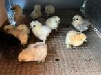 Kuikens - Zijdehoen kriel ongebaard, Dieren en Toebehoren, Pluimvee, Kip
