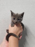 Blauwe Rus kittens met Stamboom., Dieren en Toebehoren, Poes, Gechipt, 0 tot 2 jaar