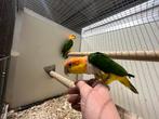 1-1 roestkop caique pop is hand tam, Dieren en Toebehoren, Vogels | Parkieten en Papegaaien, Vrouwelijk, Papegaai, Tam