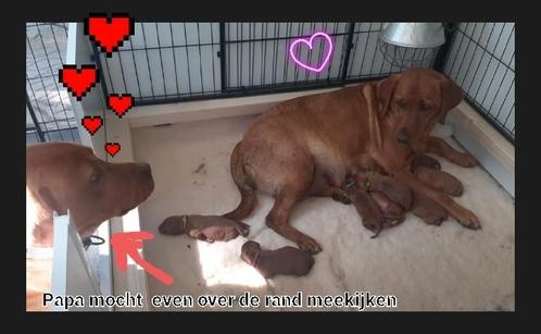 Prachtige Foxred Labrador Retriever pups nog 1 teefje, Dieren en Toebehoren, Honden | Retrievers, Spaniëls en Waterhonden, Meerdere dieren