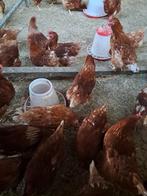 Jonge Bruine legkippen, Dieren en Toebehoren, Pluimvee, Vrouwelijk, Kip