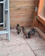 2-2 Roulrouls, verwant, Dieren en Toebehoren, Meerdere dieren, Kip