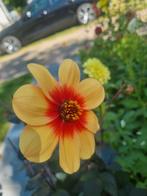 Dahlia Knol - Zomerbloeier, Overige soorten, Volle zon, Vaste plant, Ophalen of Verzenden