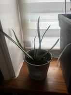Aloe vera plant met pot, Ophalen of Verzenden
