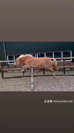 Serieuze sociale bijrijder gezocht vanaf 18 jaar