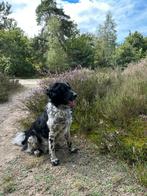 Op zoek naar een nieuw thuis voor Friese Stabij Eefje, 6 jaar of ouder, Overige rassen, Teef, Eén hond