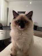 Ragdoll poesje met stamboom, Dieren en Toebehoren, Katten en Kittens | Raskatten | Langhaar, Poes, Gechipt