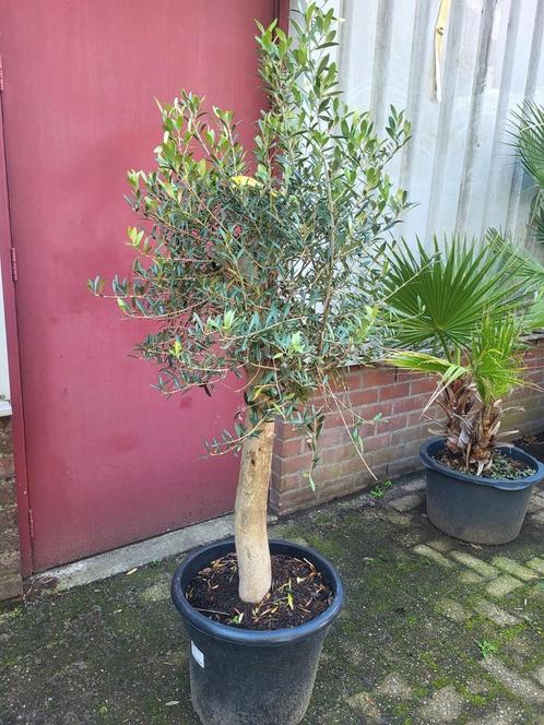 Olijfbomen deal nergens goedkoper !!, Tuin en Terras, Planten | Bomen, Olijfboom, 100 tot 250 cm, Volle zon, Zomer, Ophalen of Verzenden