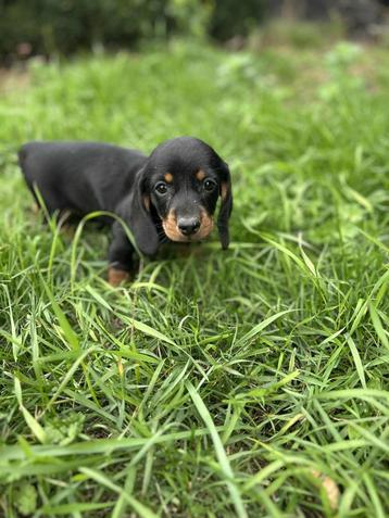 Teckel pupjes te koop  beschikbaar voor biedingen