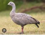 Cereopsis hoendergans  gezocht, Dieren en Toebehoren, Mannelijk, Gans of Zwaan