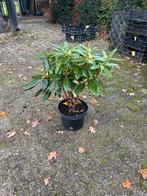 Rhododendron catawbiense ‘grandiflorum’ - Prachtige Bloeier!, Tuin en Terras, Vaste plant, Halfschaduw, Lente, Ophalen