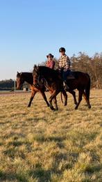 Verzorger gezocht voor twee westernpaarden, Dieren en Toebehoren, Ophalen of Verzenden