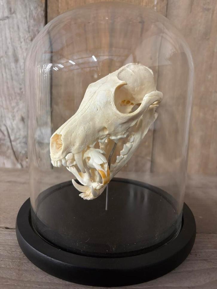 Stolp met schedels van een vos en een muskusrat, Verzamelen, Dierenverzamelingen, Nieuw, Schedel, Wild dier, Ophalen of Verzenden