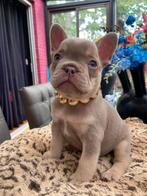 Franse bulldog pups, Reu, CDV (hondenziekte), 8 tot 15 weken, Bulldog