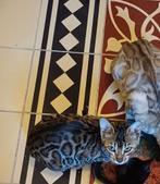 Schitterende bengaal kittens met uitmuntende stamboom, Dieren en Toebehoren, Katten en Kittens | Raskatten | Korthaar, Meerdere dieren