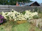Grote Hortensia’s, Tuin en Terras, Planten | Tuinplanten, Ophalen, Zomer, Overige soorten, Halfschaduw