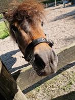 Verzorger gezocht voor lieve Shetlander Basje!, Dieren en Toebehoren, Paarden en Pony's | Verzorgingsproducten, Ophalen
