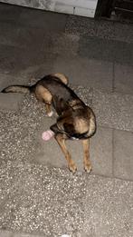 Spoed huisje gezocht voor mijn vriendin event. Tijdelijk, Dieren en Toebehoren, Honden | Herdershonden en Veedrijvers, Rabiës (hondsdolheid)