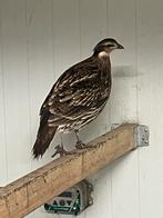 Koklasfazant, Dieren en Toebehoren, Vogels | Overige Vogels, Vrouwelijk