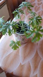 Citroen geranium, Huis en Inrichting, Kamerplanten, Ophalen, Overige soorten, Minder dan 100 cm