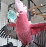 Gezocht rose kaketoe pop, Dieren en Toebehoren, Vrouwelijk, Papegaai