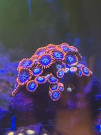 Zoanthus alpha and omega zeeaquarium, Dieren en Toebehoren, Vissen | Aquariumvissen, Overige typen, Zoutwatervis
