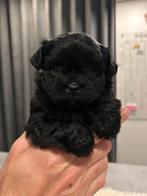 2 lieve boomerpups (teefjes), Dieren en Toebehoren, Honden | Chihuahua's en Gezelschapshonden, Overige rassen, 8 tot 15 weken