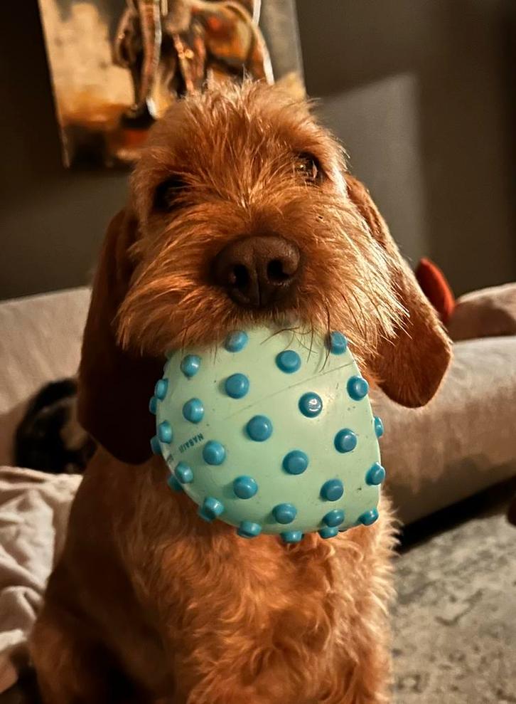 Hondenoppas gezocht!, Diensten en Vakmensen, Dieren | Honden | Verzorging, Oppas en Les, Particuliere oppas