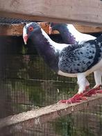 Huhnscheken duiven koppel, Meerdere dieren, Overige soorten