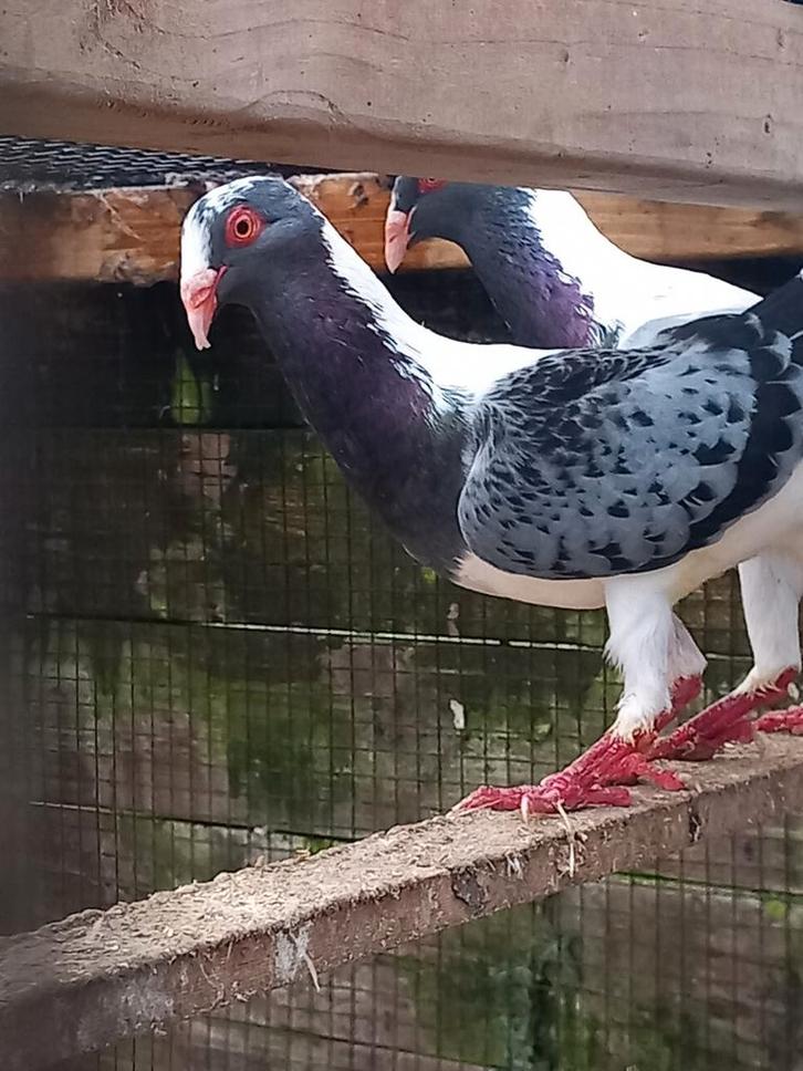 Huhnscheken duiven koppel, Dieren en Toebehoren, Vogels | Duiven, Overige soorten, Meerdere dieren