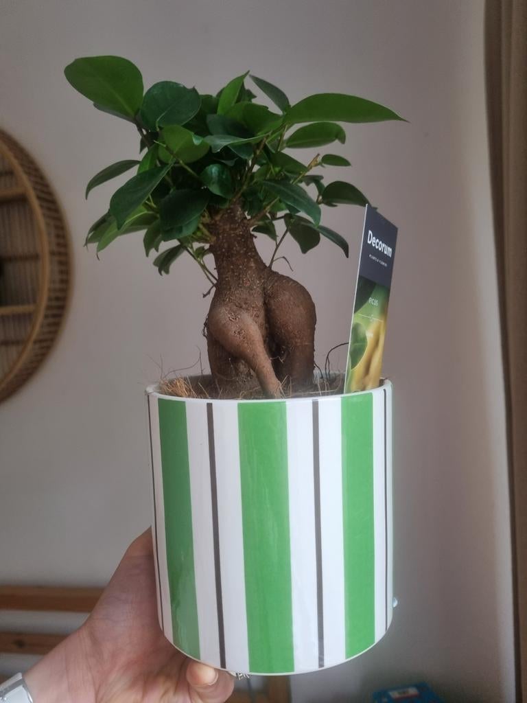 Ficus Ginseng boompje, Huis en Inrichting, Kamerplanten, Ophalen of Verzenden, Ficus, Halfschaduw, Minder dan 100 cm