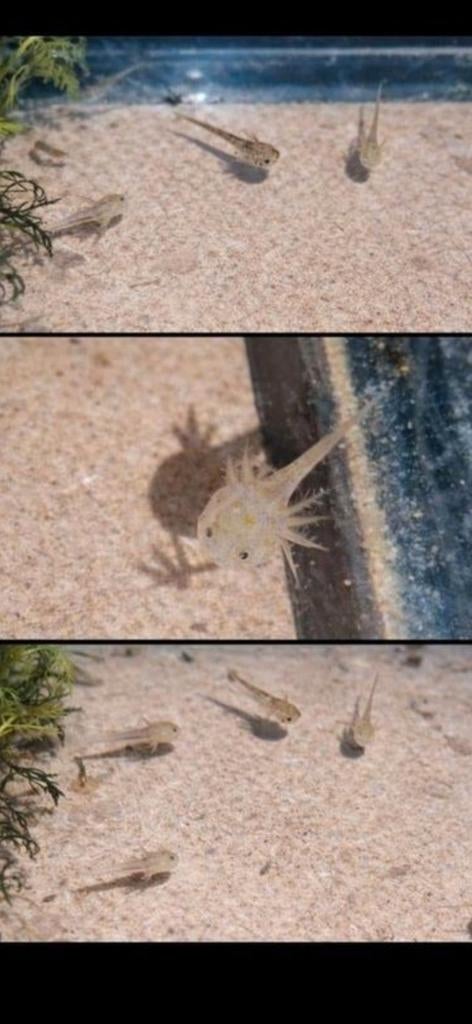 Prachtige axolotls, Dieren en Toebehoren, Vissen | Aquariumvissen