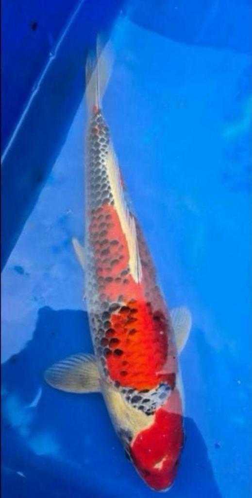 10 mooie grote gezonde Koi’s